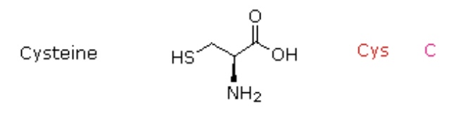 <p>Cys, C</p>