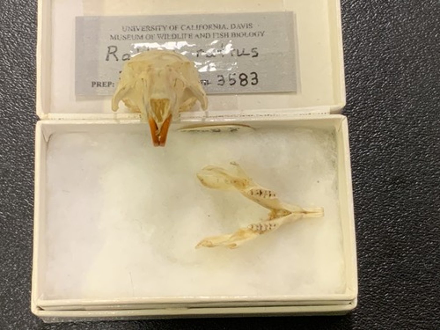 <p>Family, Suborder, Order, Infraclass, Subclass</p><p>-round "bubbly" cheek teeth; 3 rows of cusps</p><p>-myomorphous front-facing infraorbital foramen (round)</p><p>-flat cranium</p>