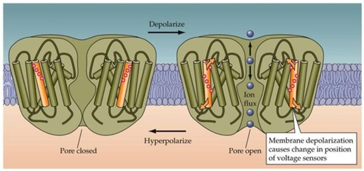 <p>It causes a conformational change in the channel.</p>