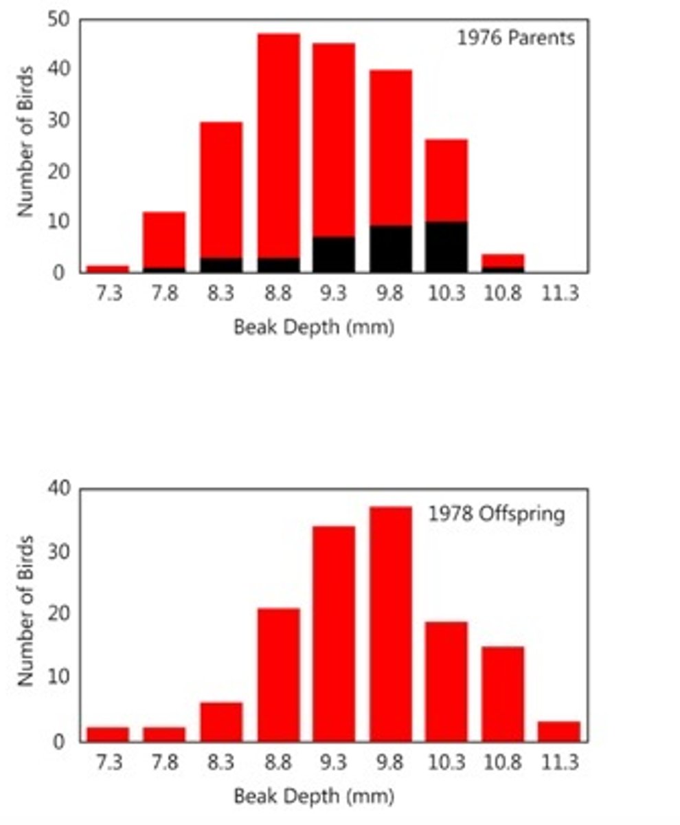 <p>The overall beak depths of the 1978 offspring population are larger the original 1976 population.</p>