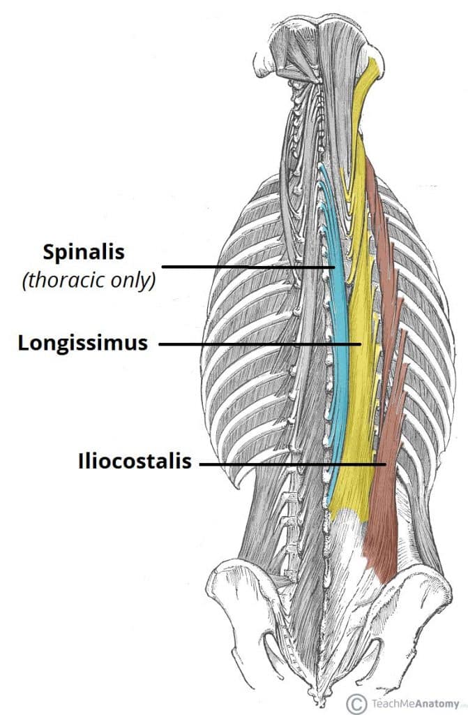 <p>Longissimus (Intrinsic Back Muscle(Intermedicate) [Erector Spinae Group]</p><p>Origin?</p><p>Insertion?</p><p>Action?</p><p>Innervation?</p>
