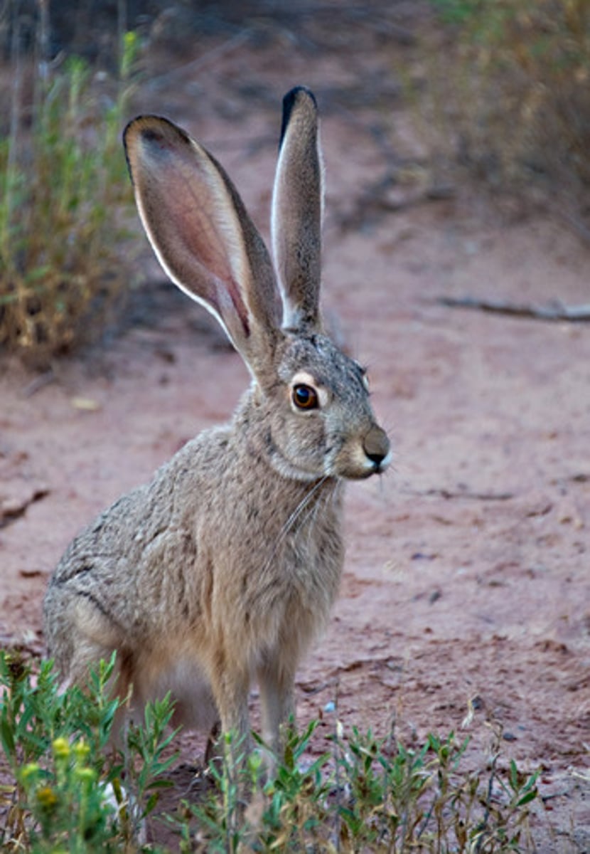 <p>hare</p>