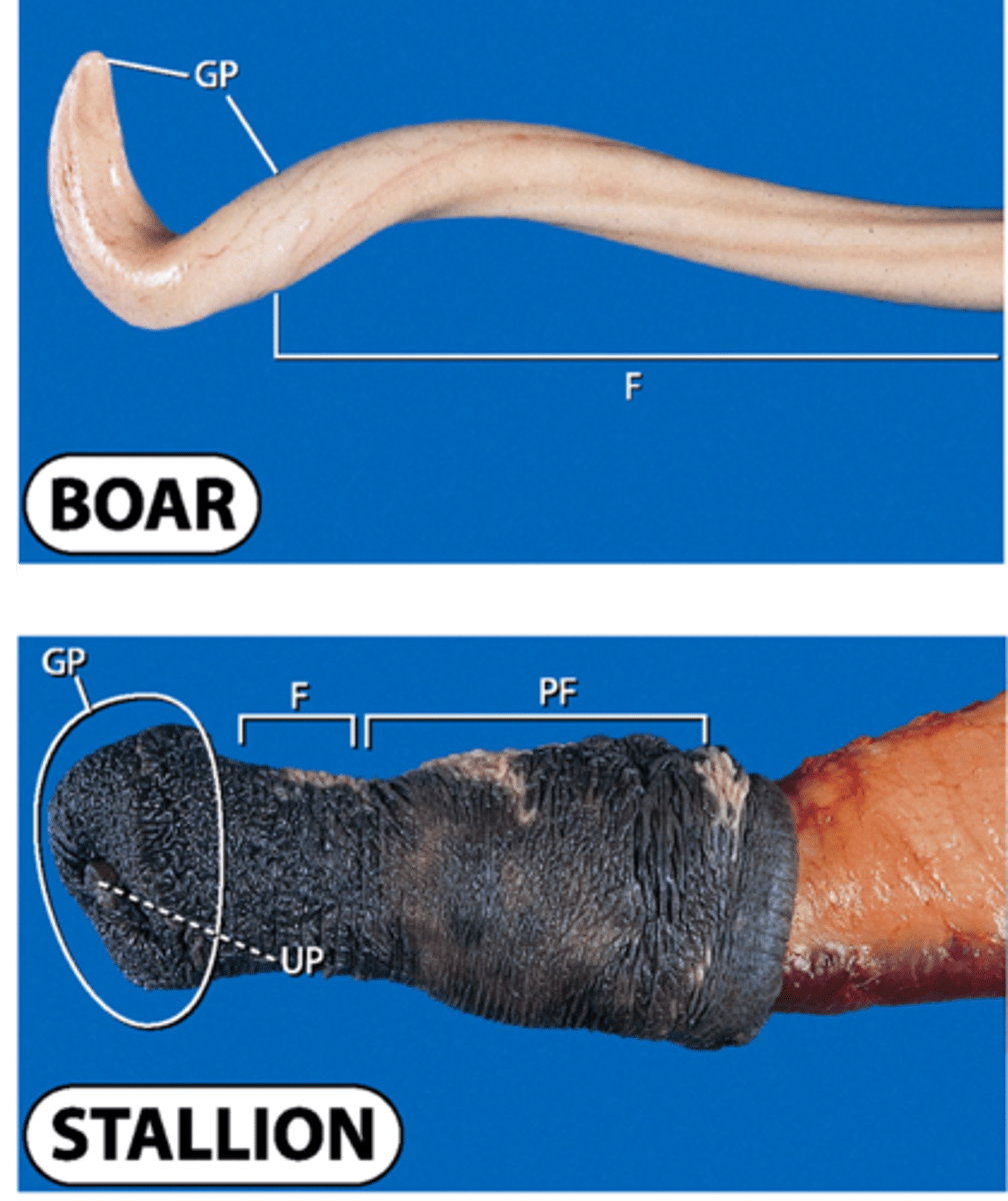 <p>Comparative glans anatomy of boar &amp; stallion</p>