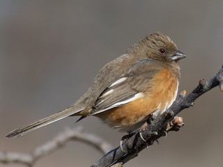 <p>Eastern Towhee</p>