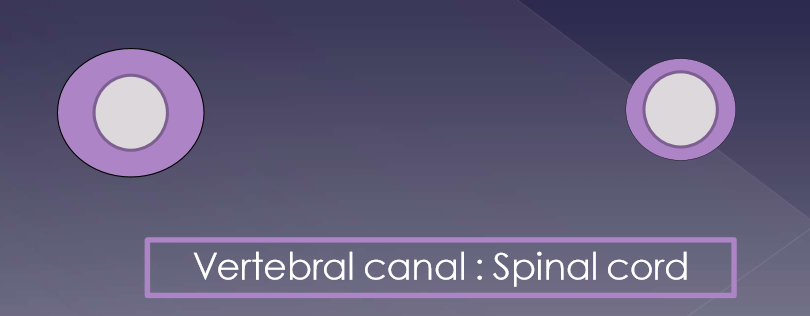 <ul><li><p>Cervical </p><ul><li><p>25-33% incidence </p></li><li><p>C2-3 to C5-6 </p></li><li><p>pain more common </p><ul><li><p>up to 61% </p></li></ul></li></ul></li><li><p>thoracolumbar </p><ul><li><p>66-75% incidence </p></li><li><p>T10-11 to L6-7 </p></li><li><p>pain + neurologic deficits more common </p></li></ul></li></ul><p></p>