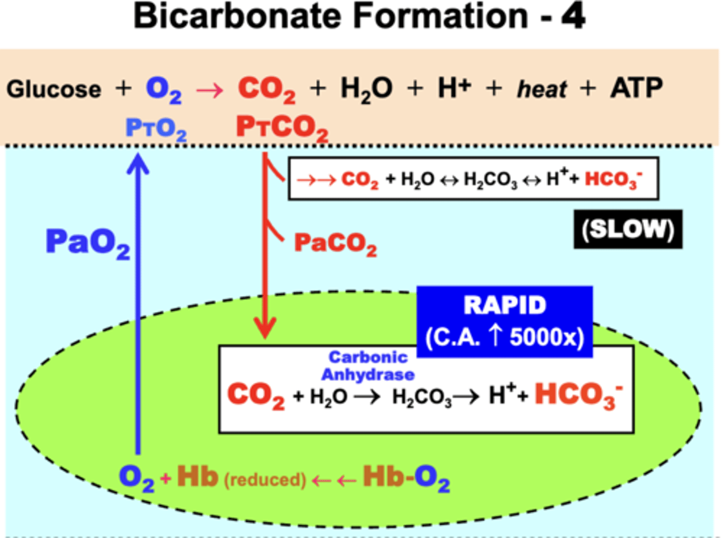 <p>in plasma: </p><p>- some CO2 becomes hydrated in plasma in an equilibrium reaction </p><p>- forms the important acid-base products bicarbonate (HCO3-) and hydrogen ions (H+)</p><p>- rate of this reaction in plasma is slow</p><p>- slow reaction causes most CO2 to diffuse into RBCs</p><p>in RBCs:</p><p>- CO2 conversion to HCO3- and H+ is very rapid (5000x greater) due to presence of the catalytic enzyme Carbonic Anhydrase (CA)</p>