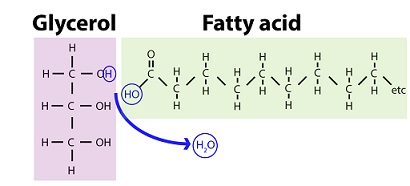 <p>glycerol</p>