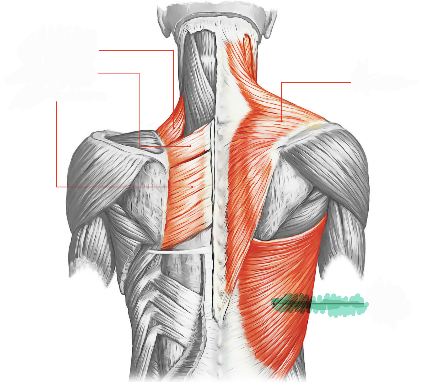 <p>ADducts and extends shoulder (humerus); rotates shoulder (humerus), draws shoulder down and backward</p>