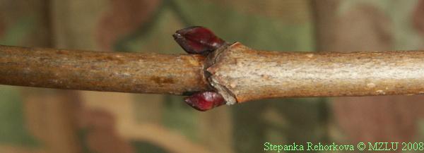 <p><strong><em>Acer platanoides</em></strong></p><p>Pupeny <strong>vstřícné</strong> <strong>červené</strong>, přitisklé,</p><p>protější <strong>jizvy po listech spojené</strong> linií tvaru V</p>