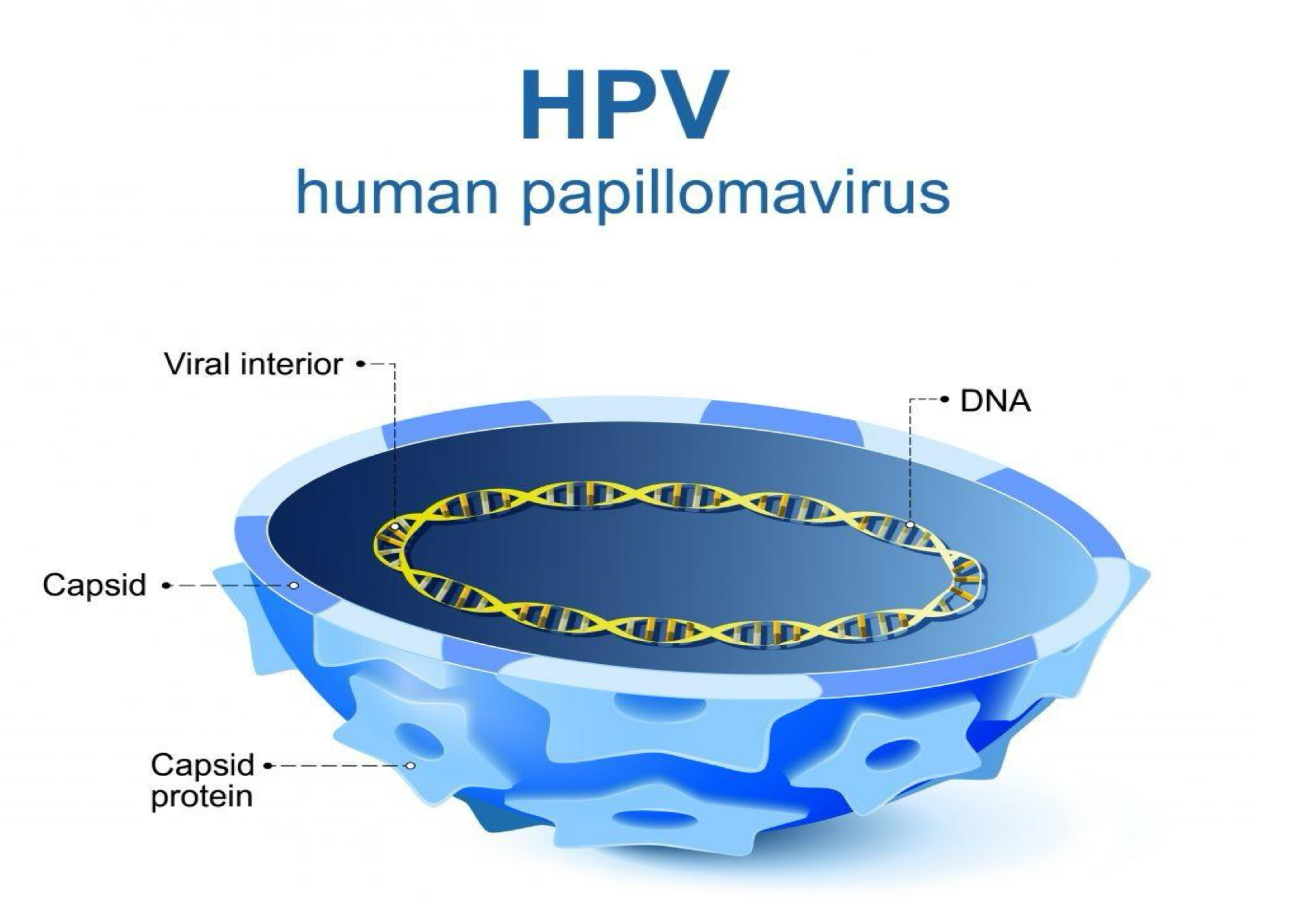 <ul><li><p>non-enveloped virus - more virulent </p></li><li><p>high risk HPV types; <strong>HPV 16, 18,</strong> 31, 33, 35, 39, 45, 51, 56, 59, 66, 68 </p></li><li><p>HPV16 & HPV18 - responsible for most HPV-related cancers</p></li><li><p>HPV6 & HPV1 - cause 90% of genital warts which barely develop into cancer</p></li></ul><p></p>