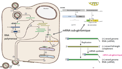 <p><strong>Comment se déroule le cycle des Togaviridae ?</strong></p><ol><li><p class=""><strong>Entrée par fusion</strong> avec un endosome (virus enveloppé)</p></li><li><p class="">Libération de l’ARN+ → <strong>traduction directe</strong></p></li><li><p class="">Traduction de la <strong>polymérase virale</strong></p></li><li><p class="">Synthèse d’un <strong>ARN- anti-génomique</strong></p></li><li><p class="">Production de :</p><ul><li><p class=""><strong>ARN+ complets</strong> (nouveaux génomes ou pour la polymérase)</p></li><li><p class=""><strong>ARN+ subgénomiques</strong> (protéines de structure)</p></li></ul></li></ol><p></p>