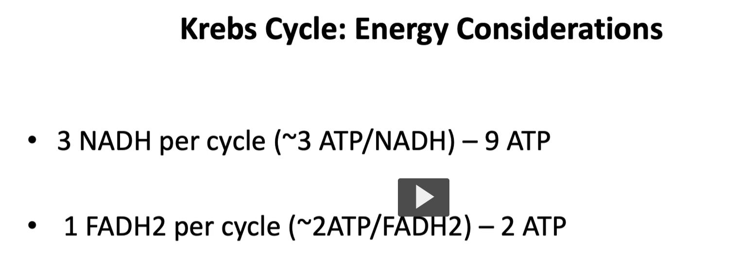 <p>When talking of energy production, you will find different sources with different values.</p><p>but for this lecture, we will assume that<strong> one NADH</strong> will<strong> form three ATP</strong>.</p><p>1 NADH= 3 ATP</p><p>3 NADH= 9 ATP. </p><p>Since there are <strong>three NADH</strong> in a single Kreb cycle, the total ATPs formed are 9.</p><p>for each FADH2, the ATP produced is 2.</p><p>1 FADH2= 2 ATP. </p>