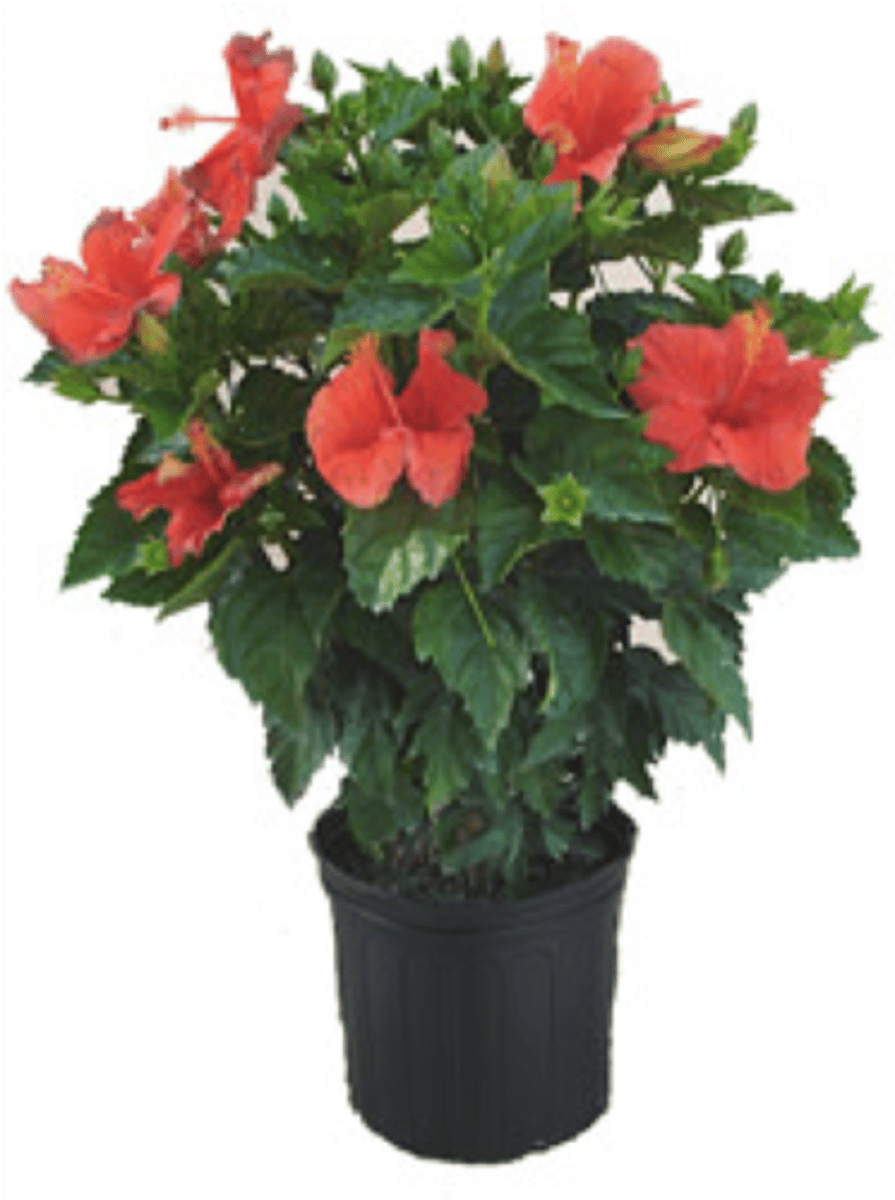 <p>Large, funnel-shaped flowers in various colors (white, yellow, red, pink), often with a showy central tube</p><p>Glossy, alternately arranged leaves, sometimes with toothed margins</p><p>Can grow from 5-6 feet tall, with tropical hibiscus.</p>