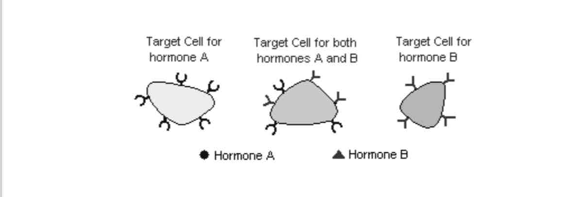 <p>What are target tissues?</p>