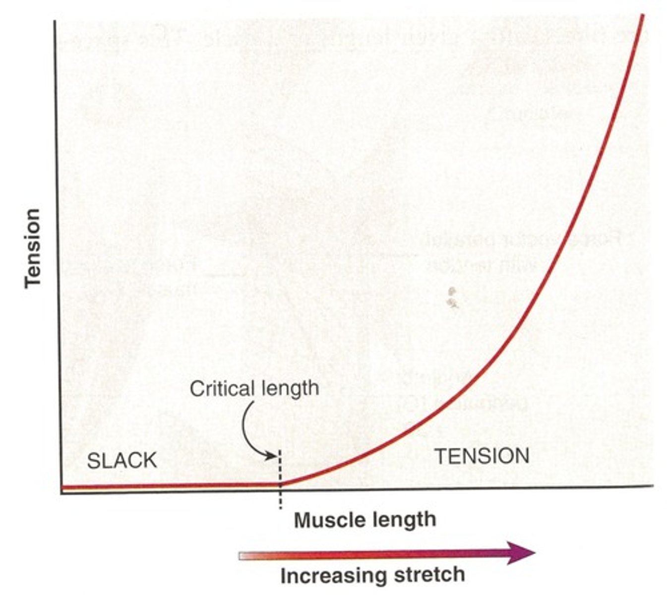<p>It occurs when a muscle cannot lengthen sufficiently to allow full range of motion at one joint due to being stretched at another joint.</p>