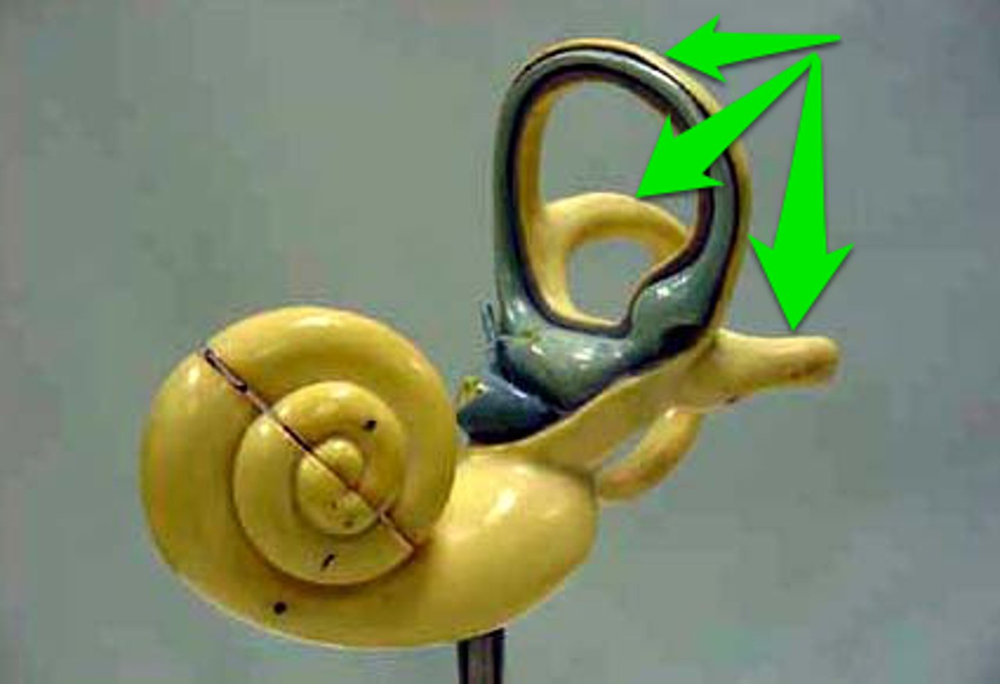 <p>three small membranous tubes in semicircular canals of vestibule; helps with maintaining rotational balance and orientation</p>
