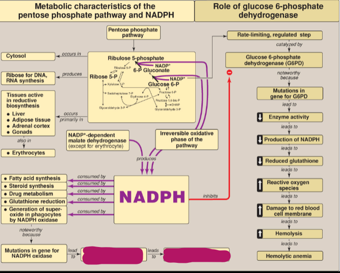 <p>What happens as a result of mutations in the gene for NADPH oxidase?</p>