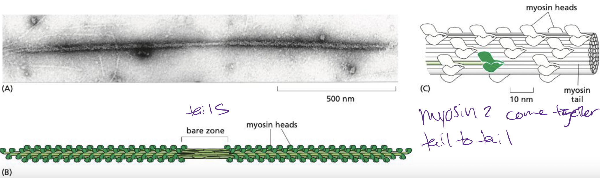 <p>Tail-tail interactions form large, bipolar thick filaments that have several hundred myosin heads, oriented in opposite directions at the two ends of the thick filament.</p><ul><li><p>each myosin head binds to and hydrolyzes ATP to walk towards plus end of actin filament</p></li></ul>