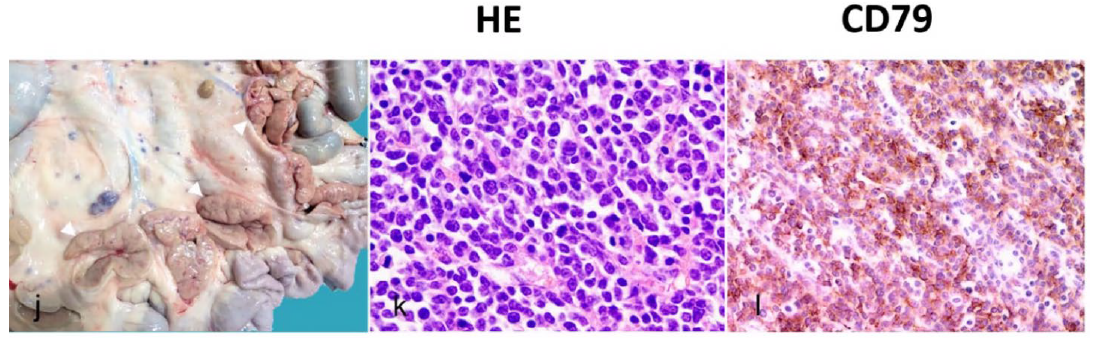 <p>Cattle; what is the diagnosis?</p><p>A-Histiocytoma</p><p>B-B-cell lymphoma</p><p>C-T-cell lymphoma</p><p>D-Multiple myeloma</p><p></p>
