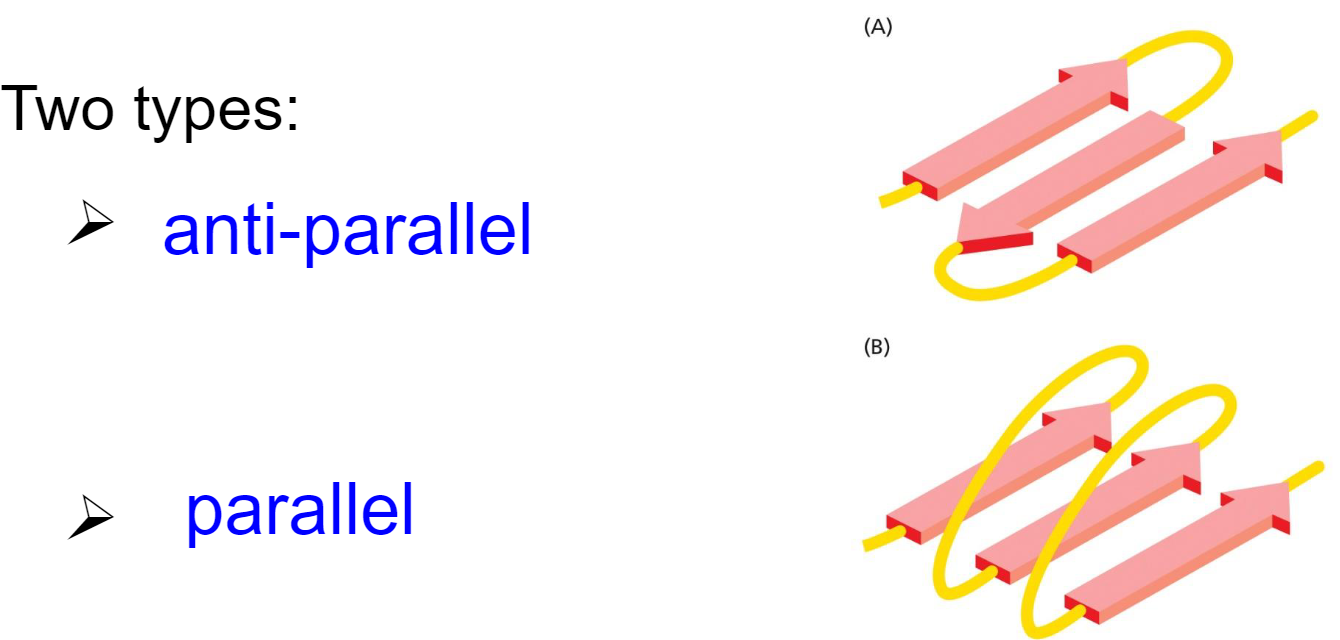 <ul><li><p>anti-parallel</p></li><li><p>parallel</p></li></ul>