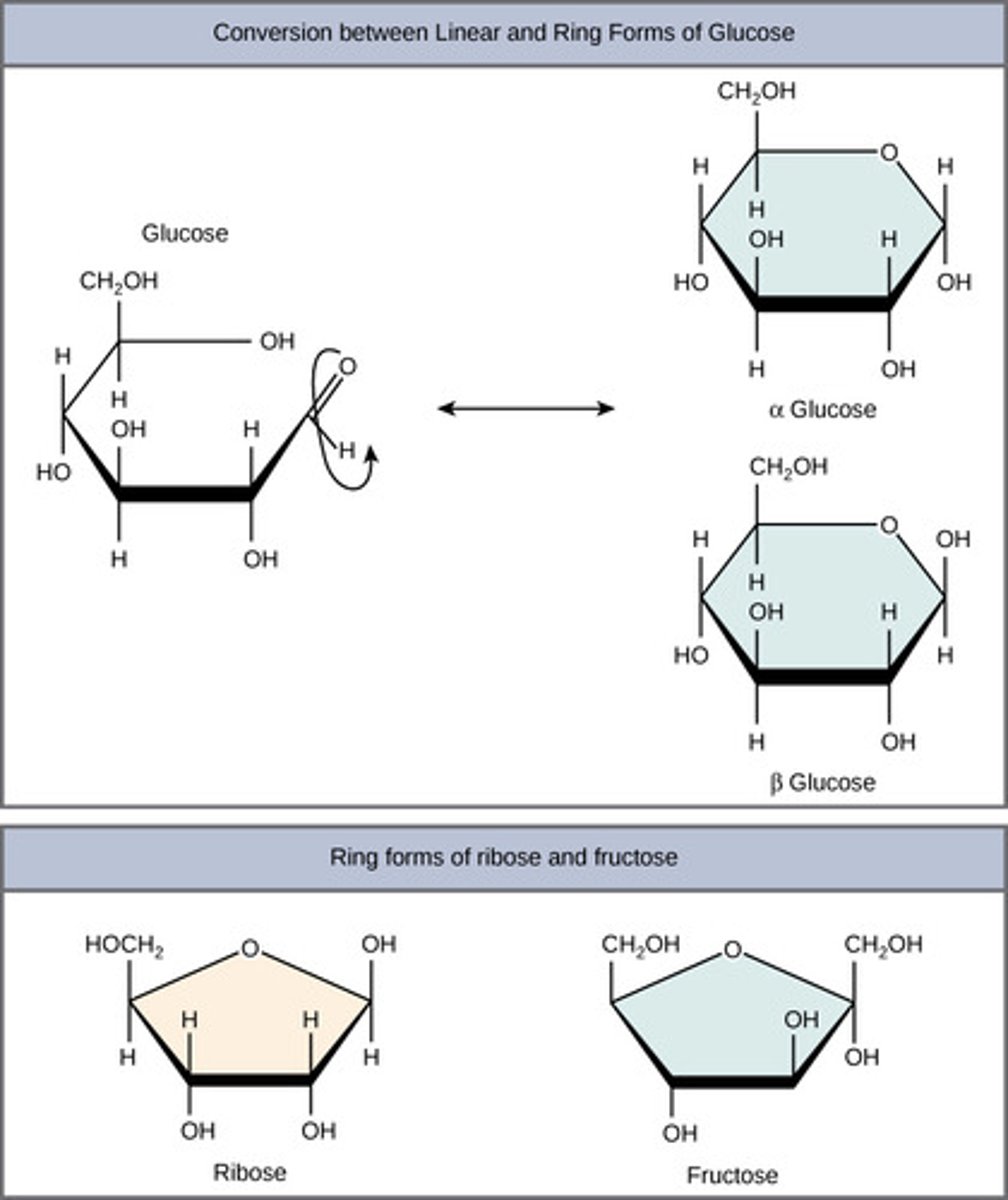 <p>1. anomeric carbon -OH down = alpha</p><p>2. anomeric carbon -OH up = beta</p><p>(Note: to remember, think alpha means away)</p>