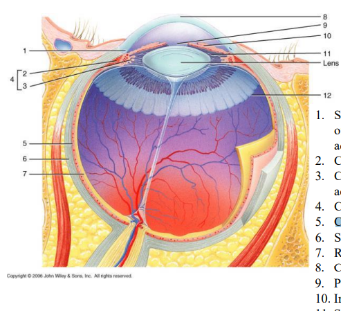 <p>locate the Ora serrata of the eye</p>