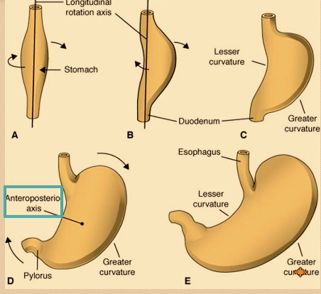 <ul><li><p><span>Fusiform foregut swelling; rotates 90° clockwise so left side faces anteriorly; vagus nerves form trunks.</span></p></li></ul><ul><li><p><span>90° around AP axis; lesser curvature up/right, greater curvature down/left.</span></p></li></ul><p></p>