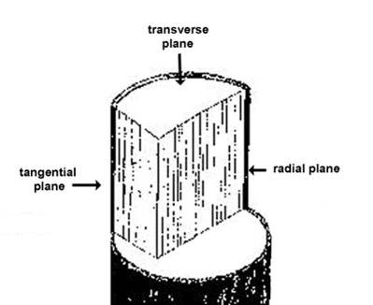 <p>transverse, tangential, and radial surface</p>