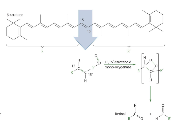 <p><span style="color: red;">two retinal molecules</span></p>
