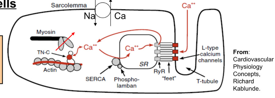 <p>Contractile cells</p><p></p><ul><li><p>Calcium required for contraction:</p><ul><li><p><strong>80% from SR </strong>(sarcoplasmic reticulum)</p></li><li><p><strong>20% from ECF</strong></p></li></ul></li></ul><p></p><ul><li><p><strong>Increase in Cytosolic Calcium</strong></p><ul><li><p>Calcium enters myocyte via L-Type calcium channels</p></li><li><p>this calcium binds to <strong>ryanodine receptors </strong>on SR → stimulates release of calcium from SR</p></li><li><p><strong>Calcium Induced Calcium Release</strong> → Ca2+ signals SR to release more Ca2+</p></li></ul></li></ul><p></p><ul><li><p><strong>Removal of Cytosolic Calcium (during relaxation) </strong></p><ul><li><p>calcium pumped back into SR (SERCA pump → Sarcoplasmic Endoplasmic Reticulum Calcium Pump)</p></li><li><p>calcium moved to ECF via Na/Ca exchanger</p></li></ul></li></ul><p></p><ul><li><p><strong>Ca has 2 functions → aid in contraction (bind to troponin) and bind to ryanodine receptors on SR to release more Ca</strong></p></li></ul><p></p>