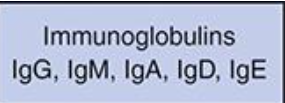 <p><span>Collaborate with other leukocytes and complement system to eliminate the offending agent</span></p><p><span>Also known as immunoglobins: IgM, IgG, IgA, IgE, IgD </span></p>