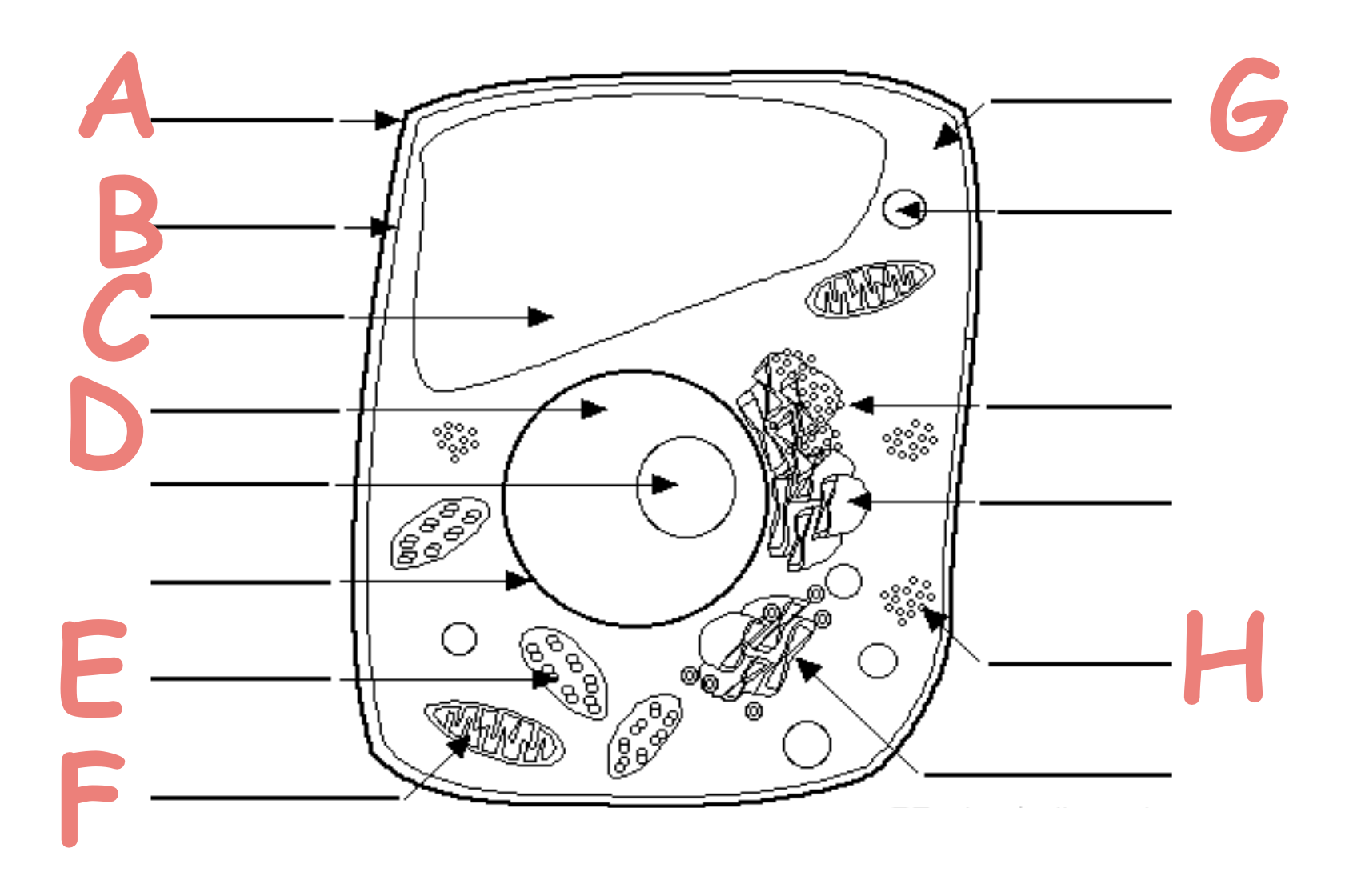<p>Which letter is the Cell Membrane</p>