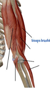 <p>List which joint movements are possible at the elbow</p>