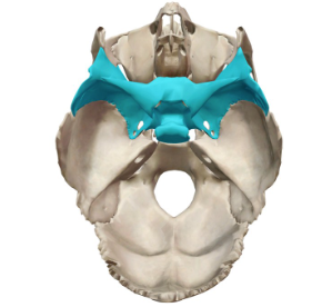 <p>What cranial bone is this?</p>