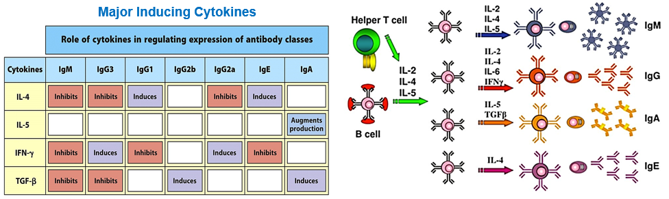 <p>Cytokine-induced signaling then turns on signals to activate or inhibit particular isotype switching</p>