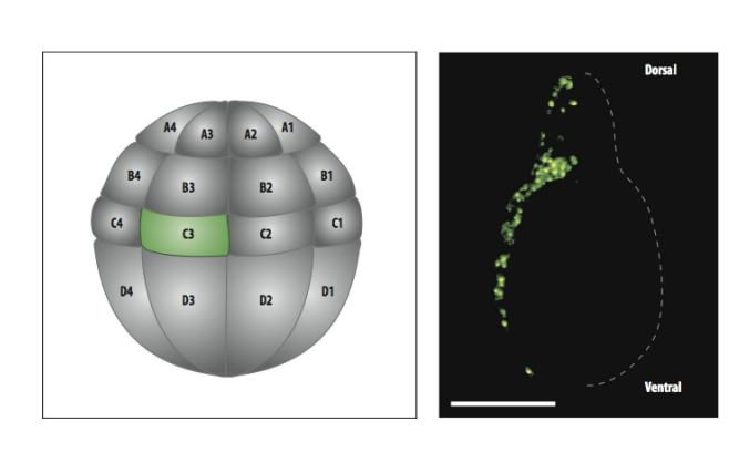 <p>Fate maps</p><ol><li><p>inject cell in frog blastula with fluorescent dye</p></li><li><p>find out which cells are labelled in the developing frog</p></li><li><p>e.g cell C3 and its progeny appear  to have contributed to muscle and skin</p></li></ol><p></p>