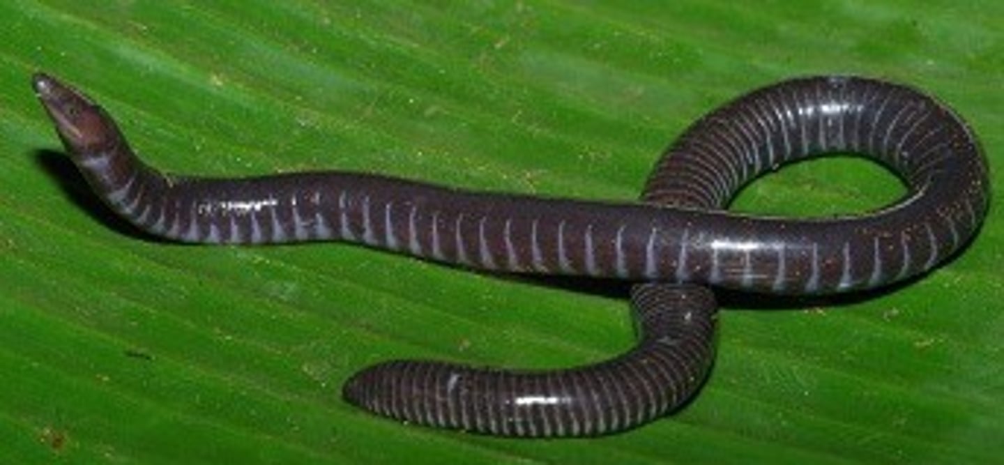 <p>order of caecilians(cross between snake and earthworm)</p>