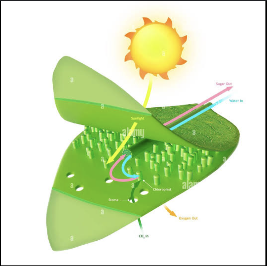 <p><mark data-color="unset" style="background-color: unset; color: inherit;">specific type of phototroph that also utilize carbon dioxide as their sole carbon source to produce organic compounds through photosynthesis</mark><span>.</span></p>