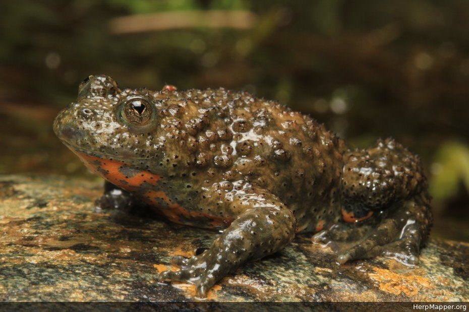 <p>Kumak górski</p>