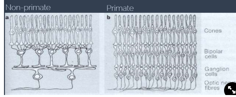 <ul><li><p>non-primates→ each cone cell is combined to a single nerve to give a combined signal, better at detecting light differences but not colour</p></li><li><p>primates→ each cone cell is connected individually to a nerve, is an own innovation, can detect colour</p></li></ul>