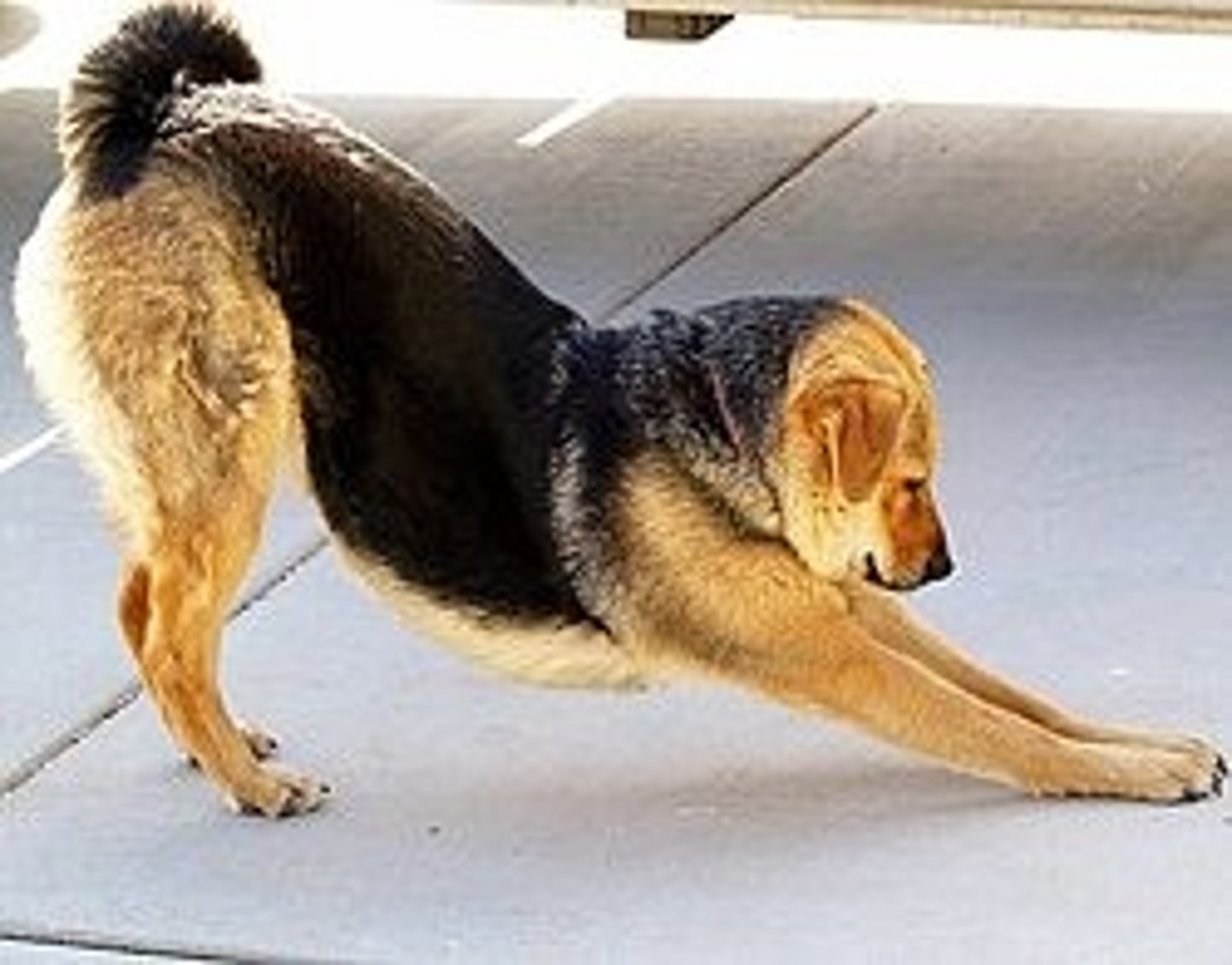 <p>Downward Facing Dog</p>