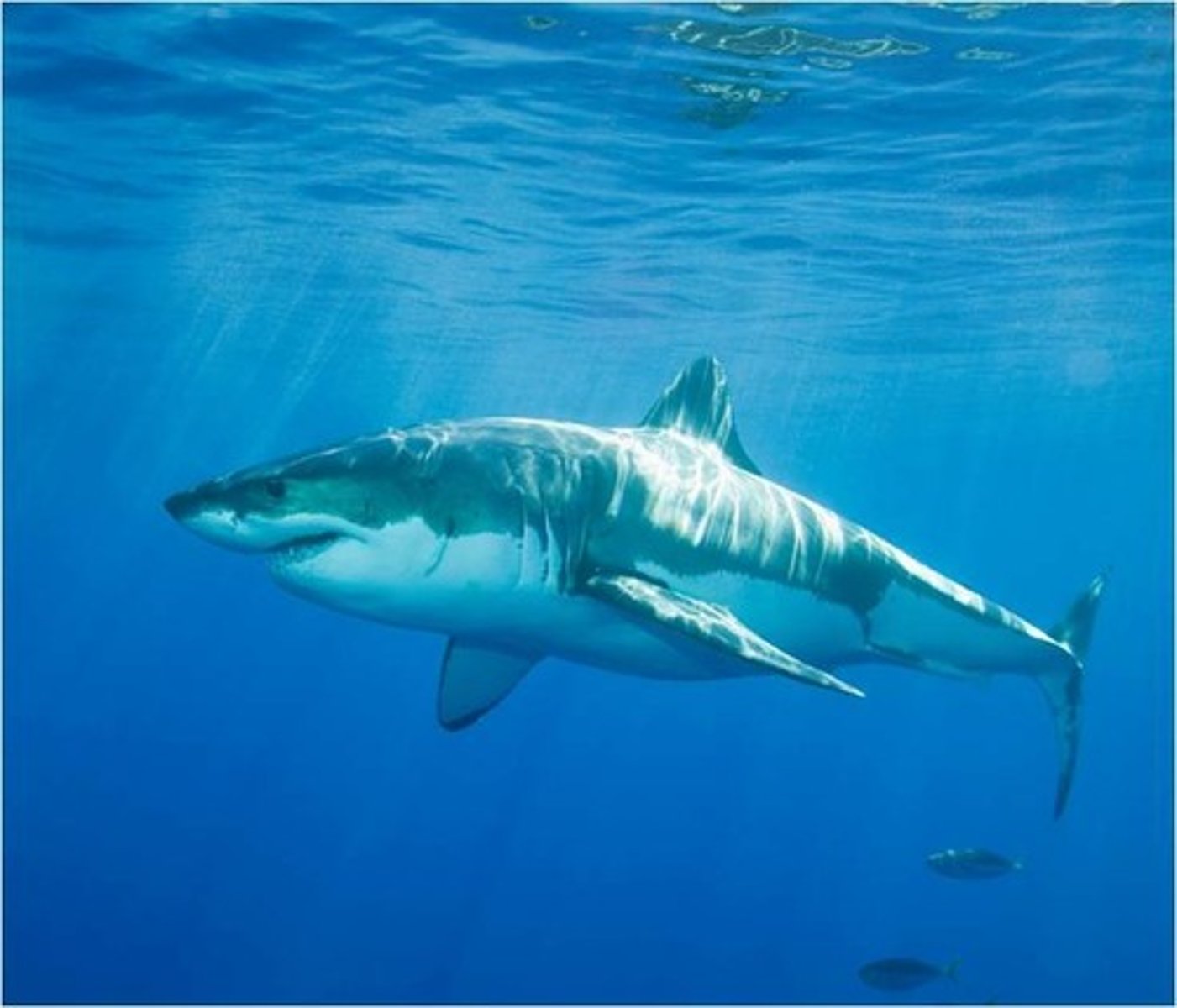 <p>An animal that hunts other animals for food</p>