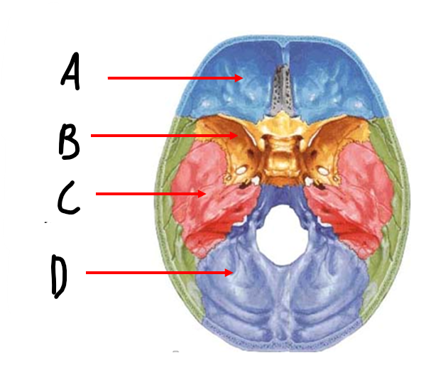 <p>C</p>