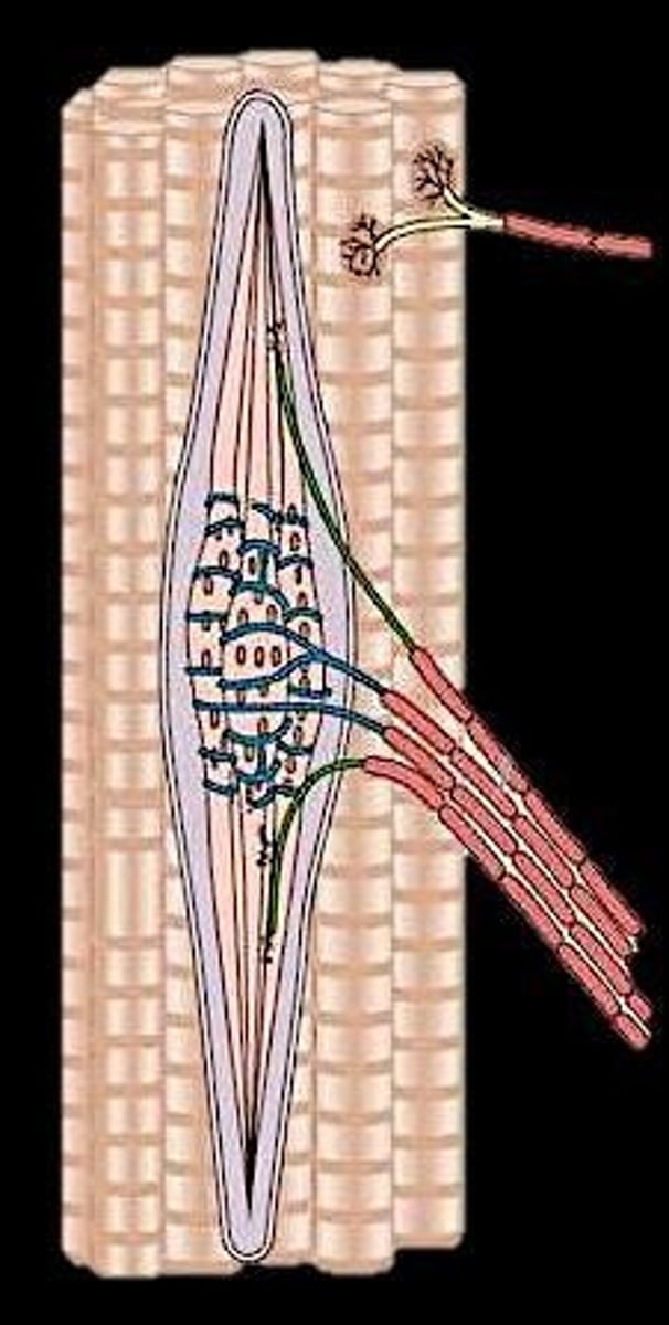 <p>Muscle length and stretch.</p>