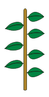 the leaves occur only on two rows.