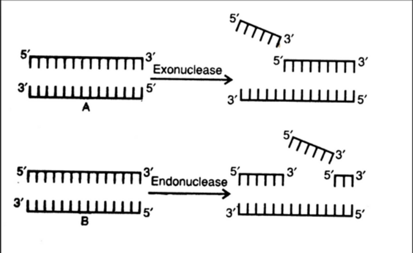 <p>Enzymes which remove nucleotides DNA</p><p>specific exonucleases can remove nucleotides from the 3' end or 5' end of DNA</p>