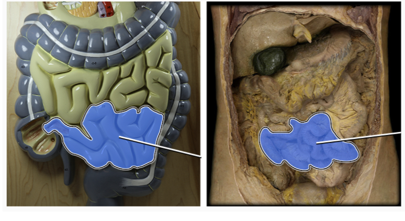 knowt flashcard image