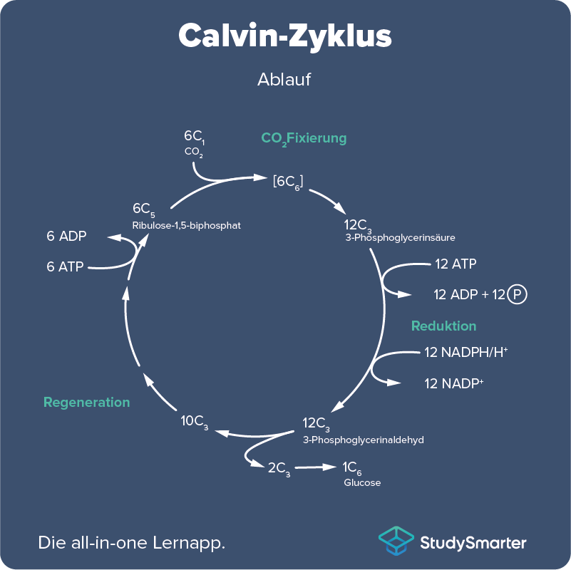 <p>Zyklische Folge von chemischen Umsetzungen, durch die Kohlenstoffdioxyd (CO2) zu Glucose + Wasser reduziert und assimiliert wird.</p><ol><li><p>CO2- Fixierung </p></li><li><p>Reduktion          </p></li><li><p>Regeneration des </p></li></ol><p>Läuft immer 2x ab</p>