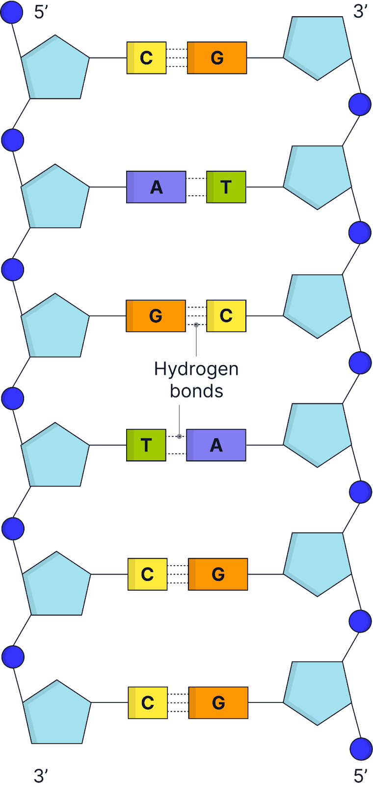 <ul><li><p>DNA nucleotides contain a phosphate group, deoxyribose sugar and nitrogenous base (A+T with 2 H-bonds, G+C with 3 H-bonds)</p></li><li><p>Nucleotides join through&nbsp;<strong>phosphodiester bonds</strong><span><span>, formed by </span></span><strong>condensation reactions </strong><span><span>between phosphates and deoxyribose sugar of adjacent nucleotides, forming a&nbsp;</span></span><strong>sugar-phosphate backbone</strong>, which provides structural stability​.</p></li></ul><ul><li><p>Has a double helix structure composed of 2 polynucleotide chains joined by hydrogen bonding between nitrogenous bases - pairing ensures accurate replication and stability of DNA</p></li></ul><ul><li><p class="helperbird-reading-line-height-22">The <strong>two DNA strands run antiparallel</strong> (opposite directions). One strand is<strong> 5’ to 3</strong>’, and the other is <strong>3’ to 5’</strong></p></li></ul><ul><li><p class="helperbird-reading-line-height-22"><strong>Stable </strong>due to the strong, covalent phosphodiester bonds in the sugar-phosphate backbone.</p></li><li><p class="helperbird-reading-line-height-22"><strong>Complementary base pairing</strong> allows for <strong>accurate replication.</strong></p></li><li><p class="helperbird-reading-line-height-22"><strong>Hydrogen bonds</strong> between bases allow easy strand separation for replication and transcription.</p></li><li><p class="helperbird-reading-line-height-22"><strong>Compact structure</strong> fits inside the nucleus while storing a vast amount of genetic information​.</p></li></ul><p></p>