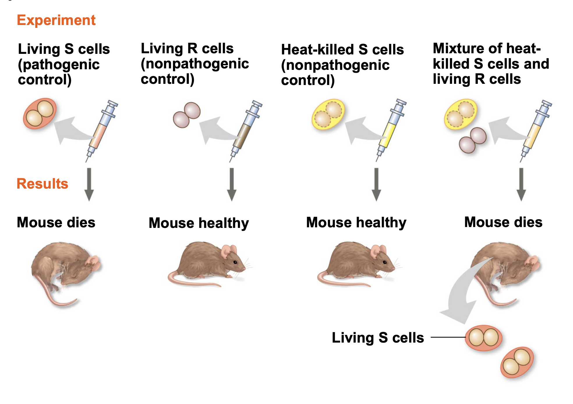 <ul><li><p>Griffith's experiment demonstrated the phenomenon of bacterial transformation.</p></li></ul><p>A groundbreaking study on bacterial transformation demonstrated the phenomenon of genetic material transfer between organisms, showing that non-virulent bacteria could become virulent when exposed to heat-killed virulent strains. </p>